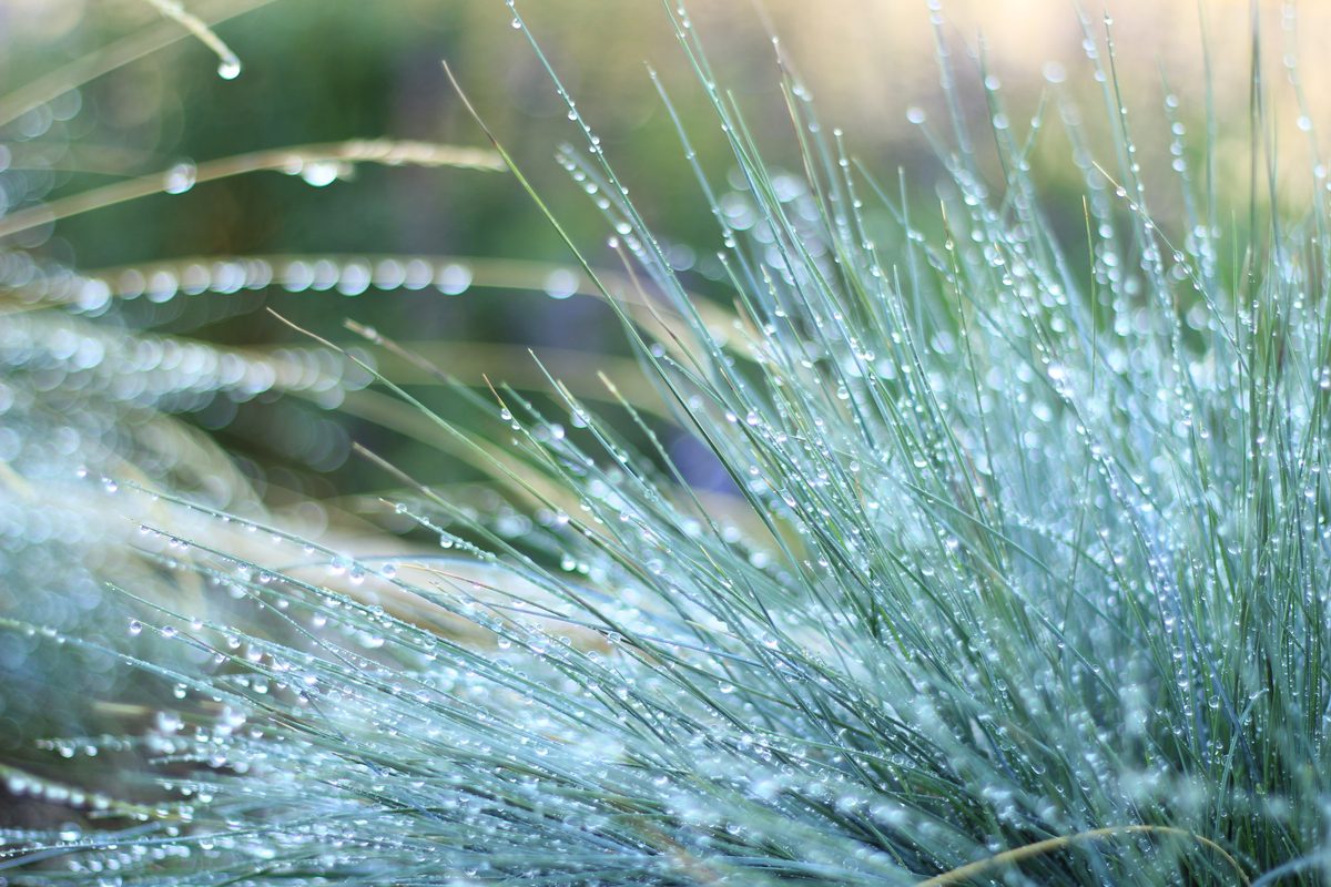 Close-up of blue fescue with dew