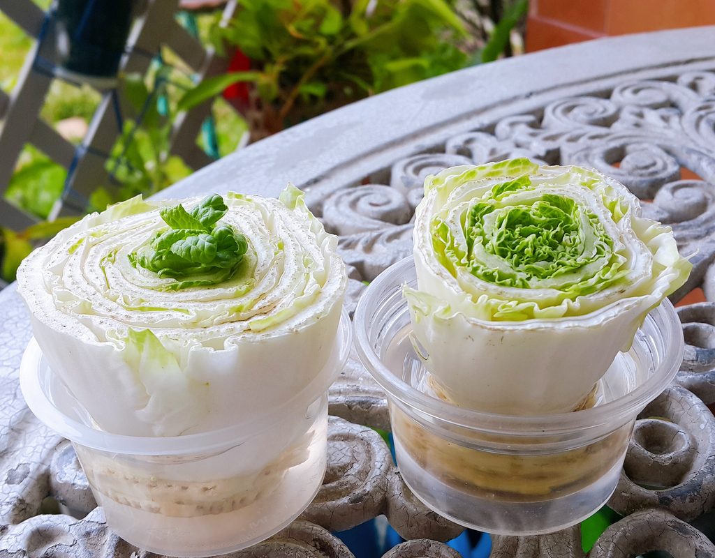 Cabbage stems in plastic containers of water, growing leaves