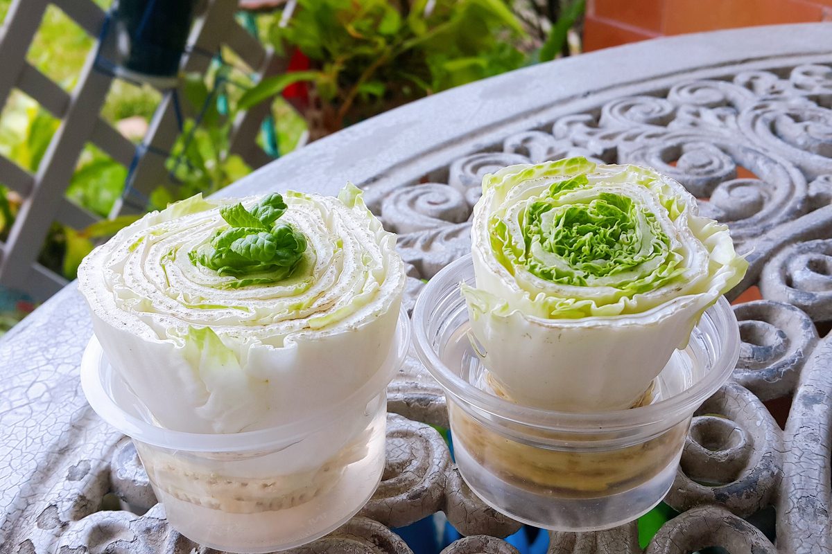 Lettuce stems in plastic containers of water, growing leaves