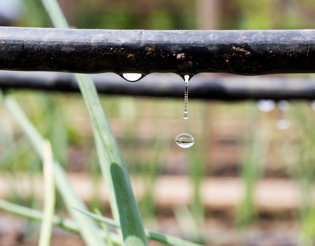 Small black tubes running parallel to the ground, dripping water