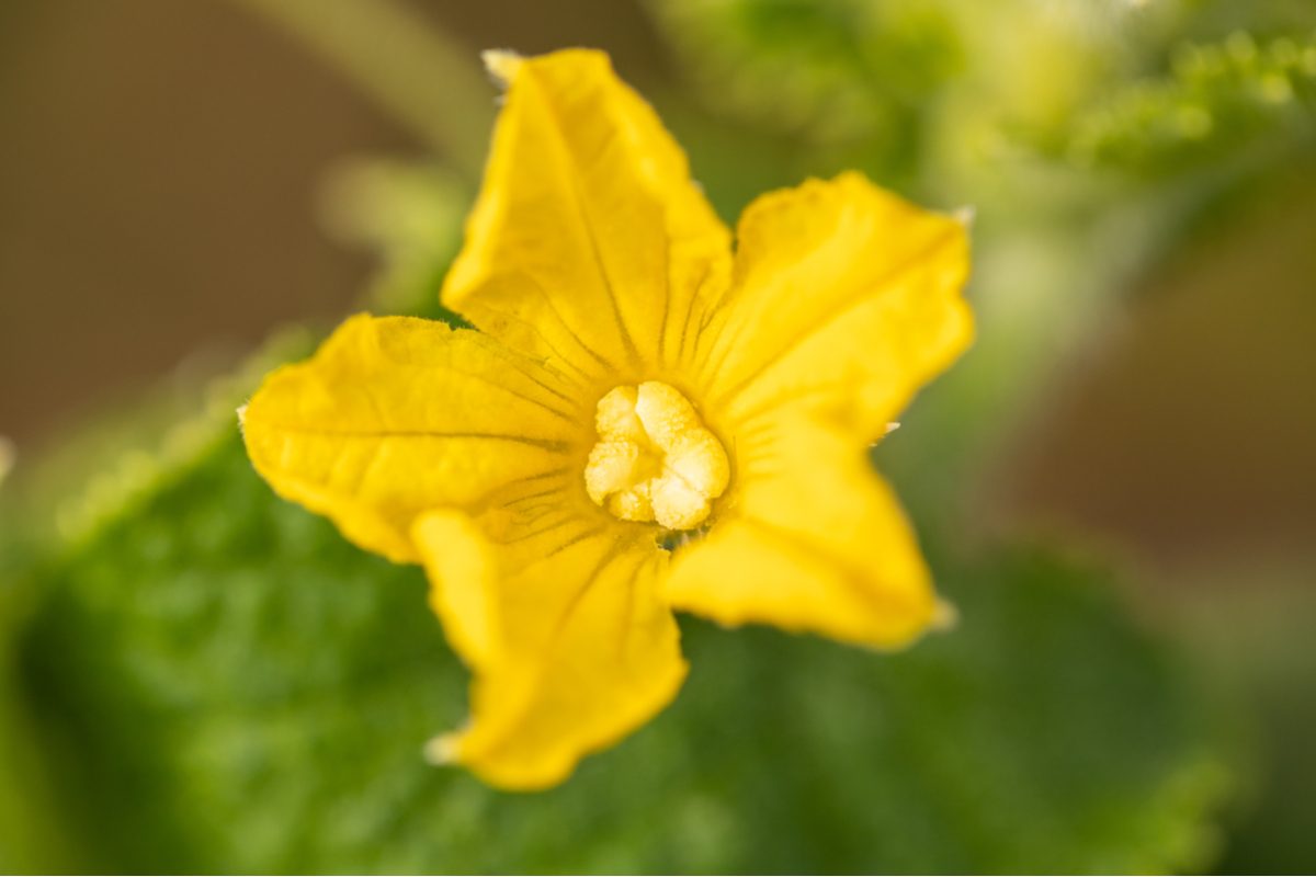 Close up of a female cucumber flower, with a bumpy, bowl shaped stigma in the center
