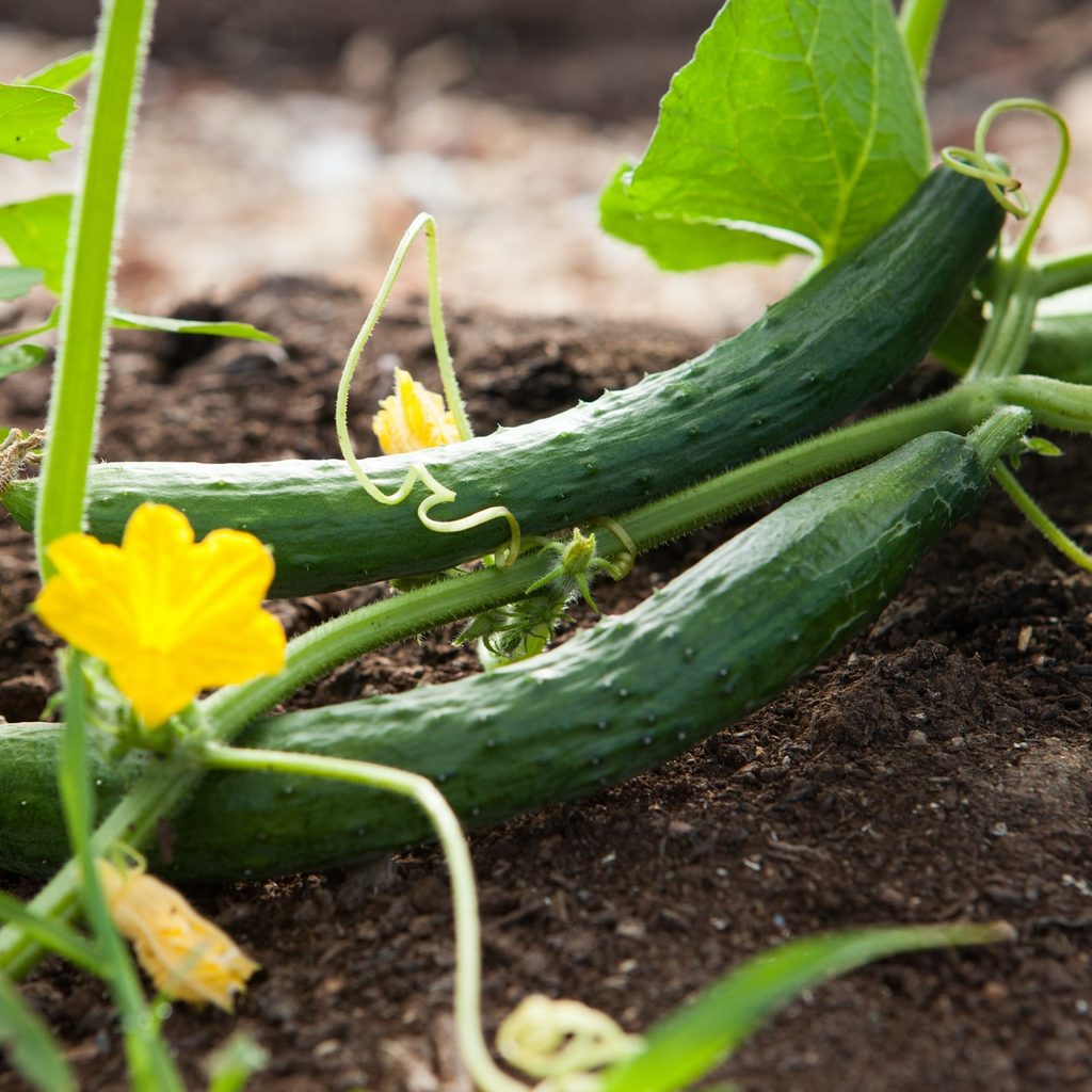 Two cucumbers growing from a vine on the ground, with a yellow flower in front