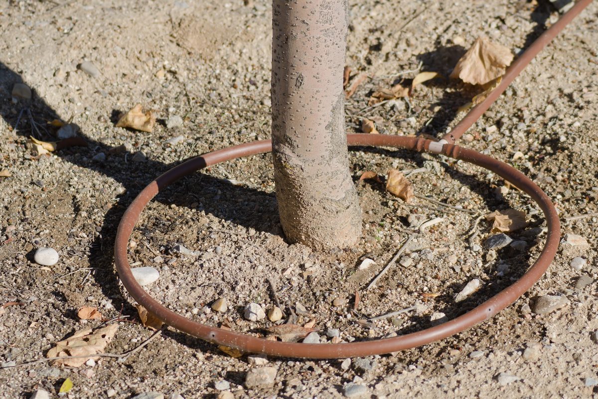 Small brown tube encircling a tree trunk