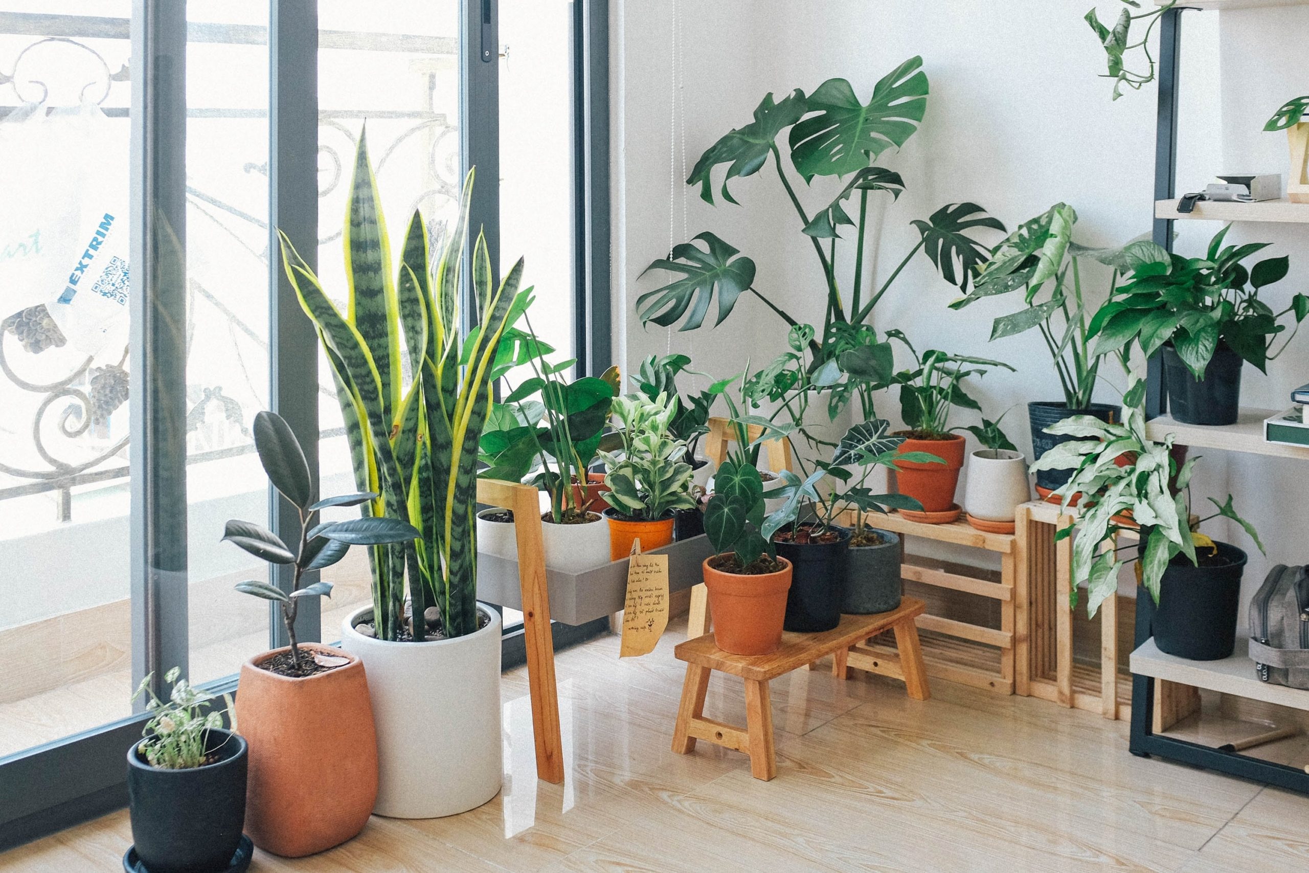 A collection of indoor plants