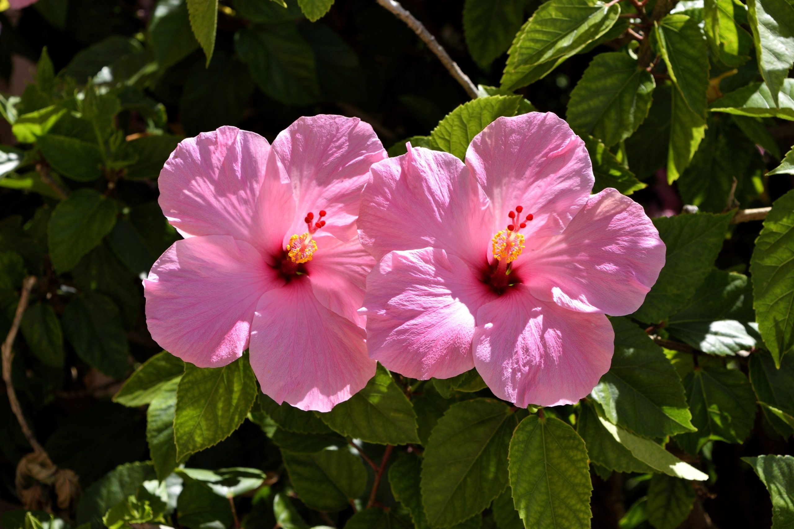 Two hibiscus flowers in sunlight