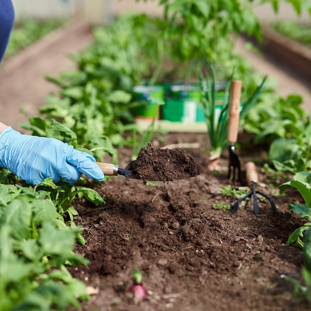gardener planting vegetables