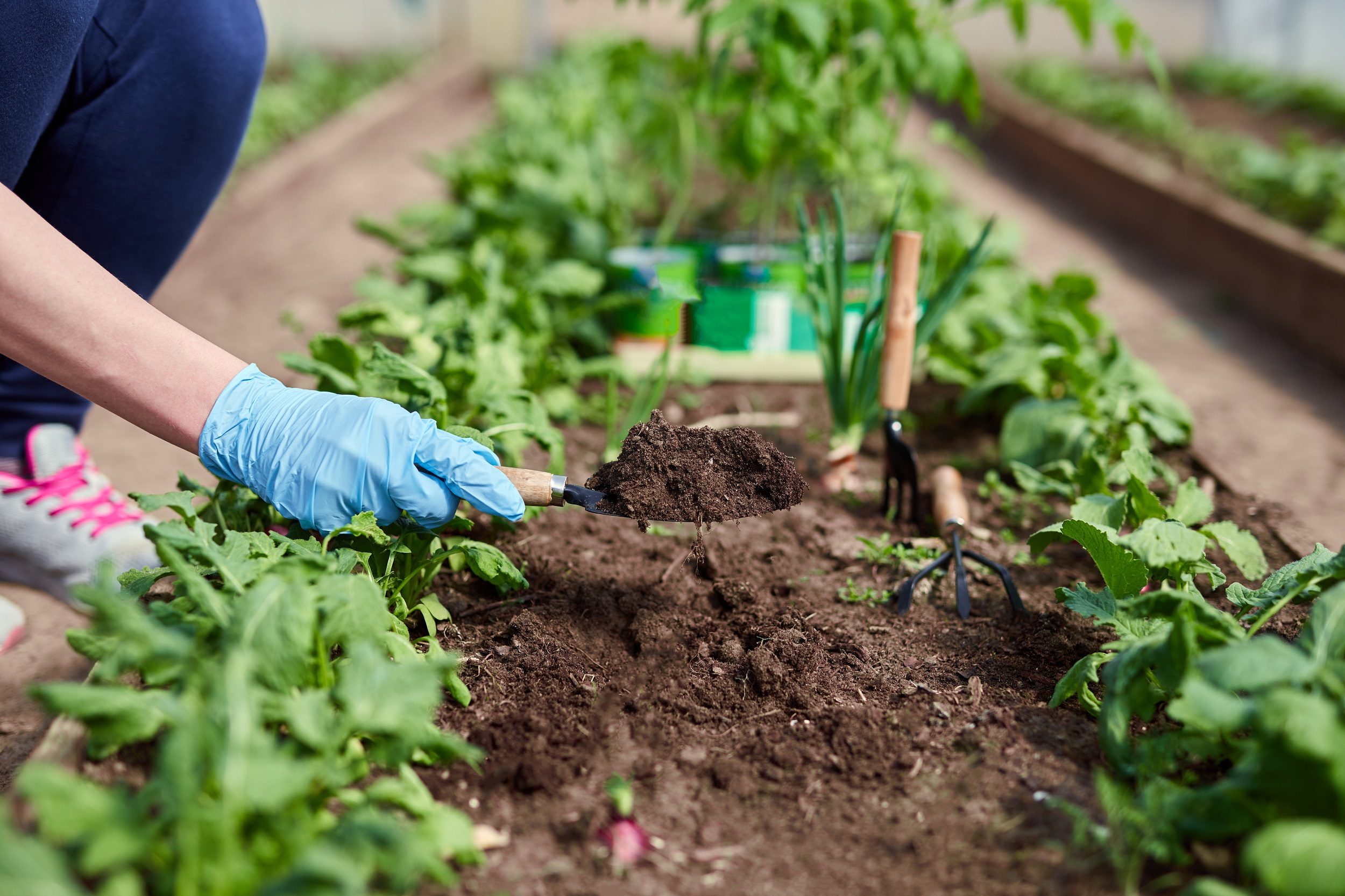 gardener planting vegetables