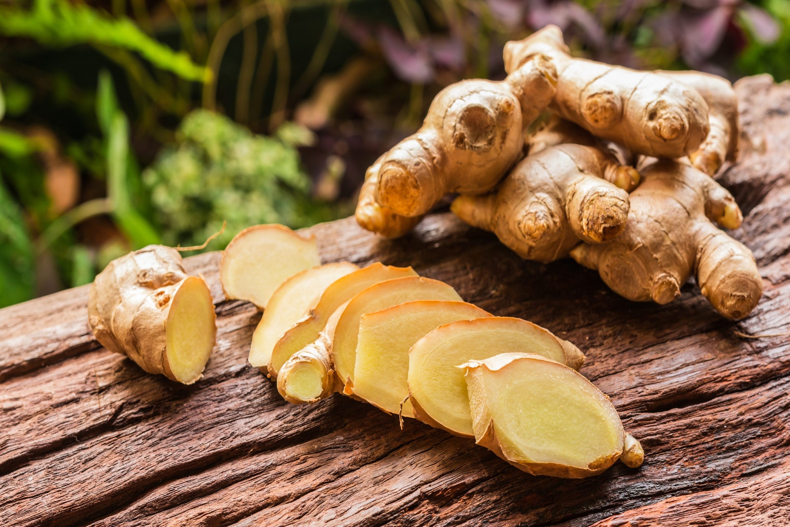 How to grow ginger from a store-bought root | HappySprout