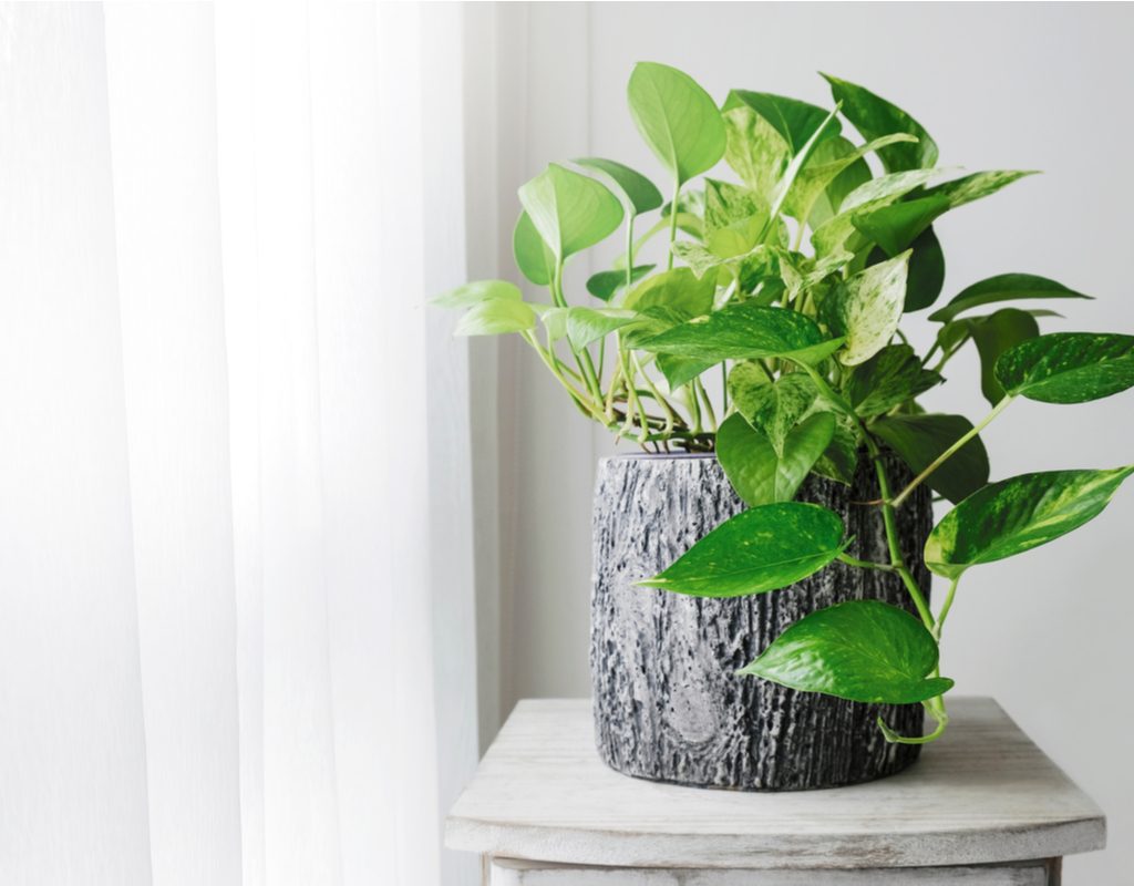 Potted golden pothos