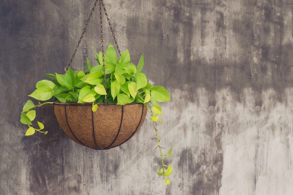 A pothos in a hanging basket