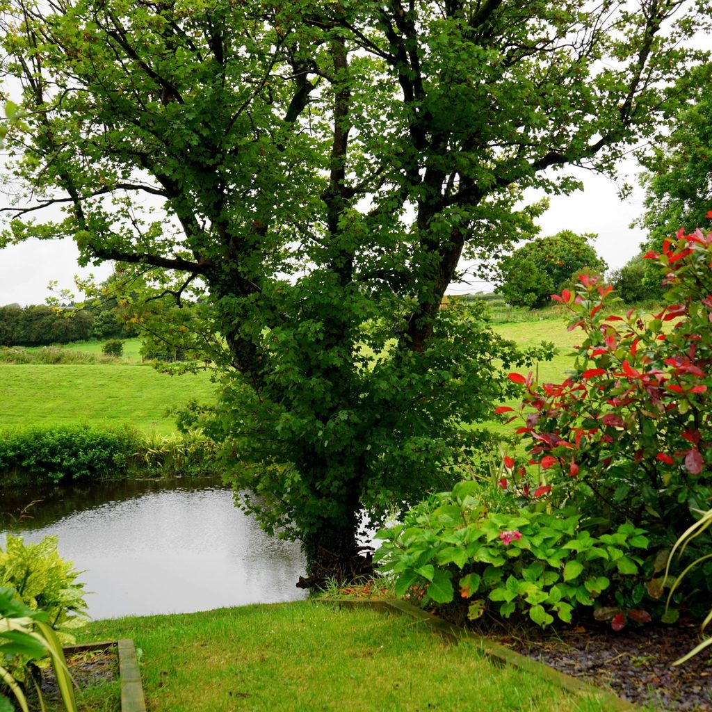 A fully grown tree with bushes and plants near a pond