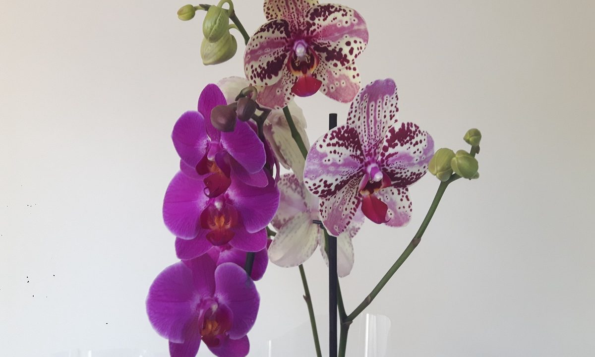 purple moth orchids in closeup