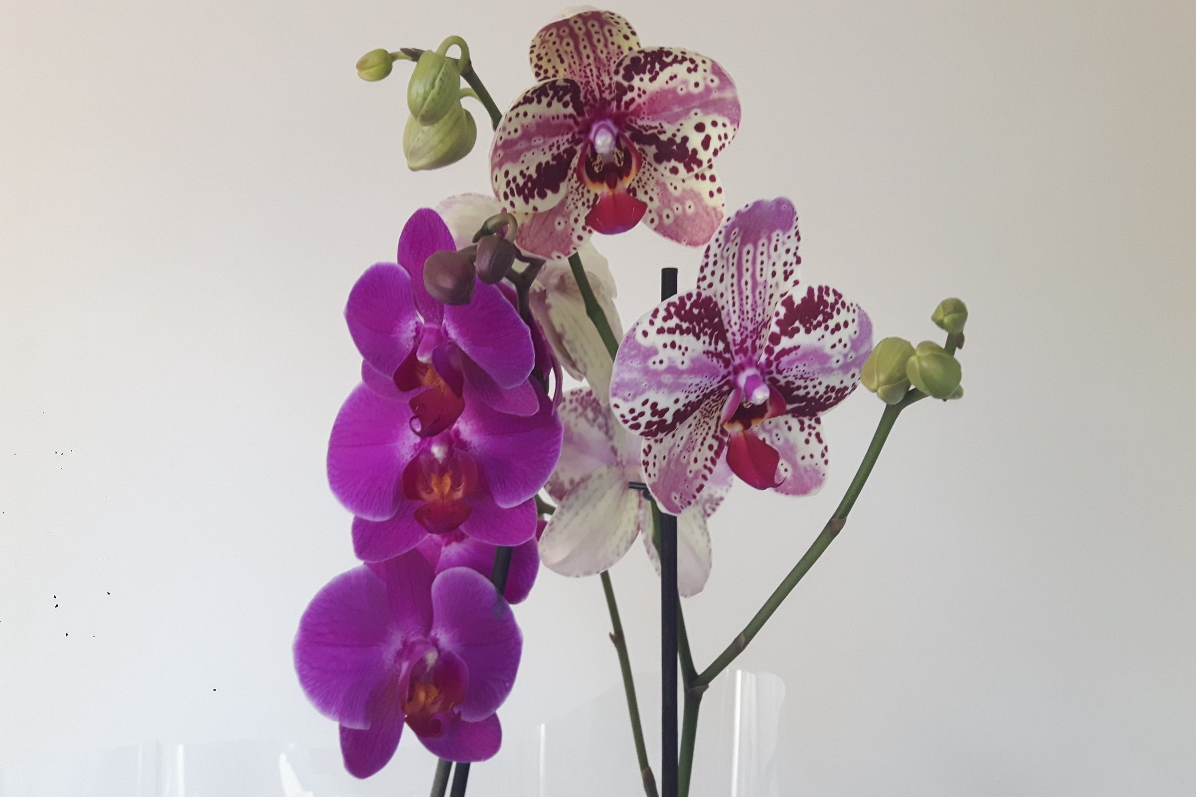 purple moth orchids in closeup