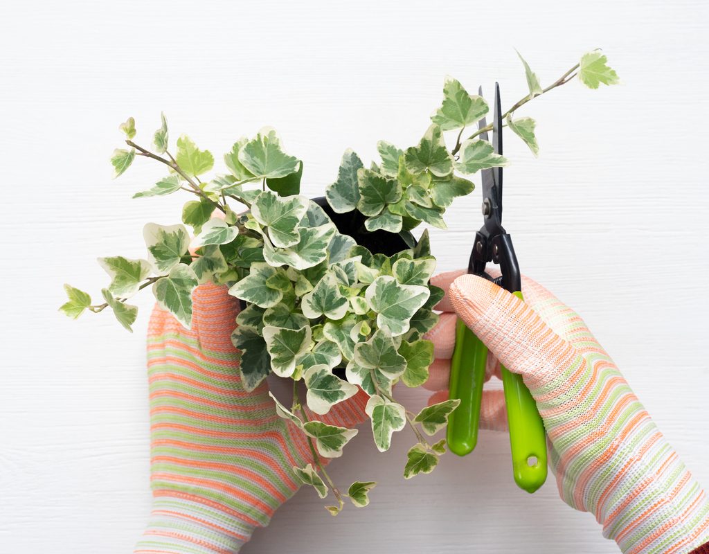 Gardener pruning their ivy