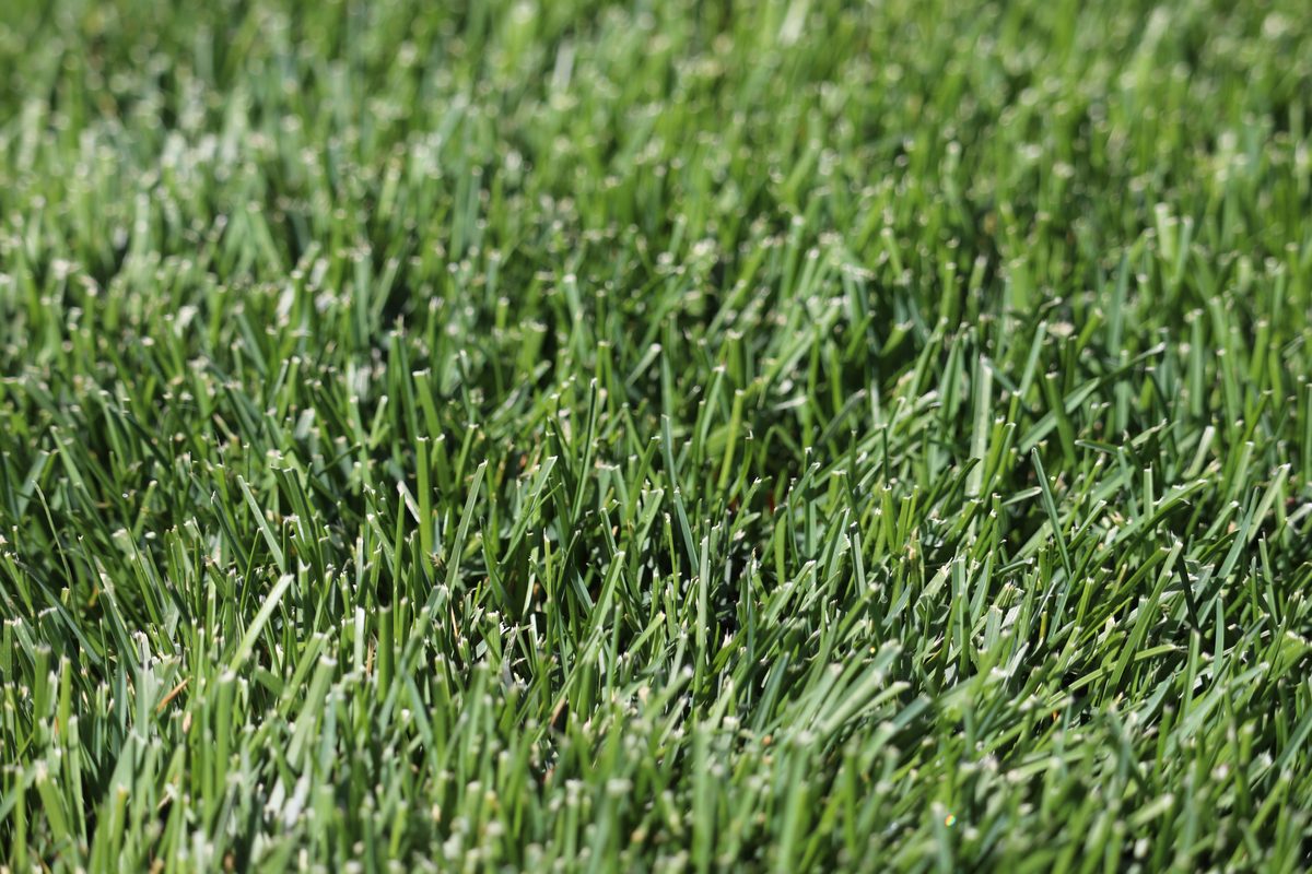 Close up of a field of kentucky bluegrass