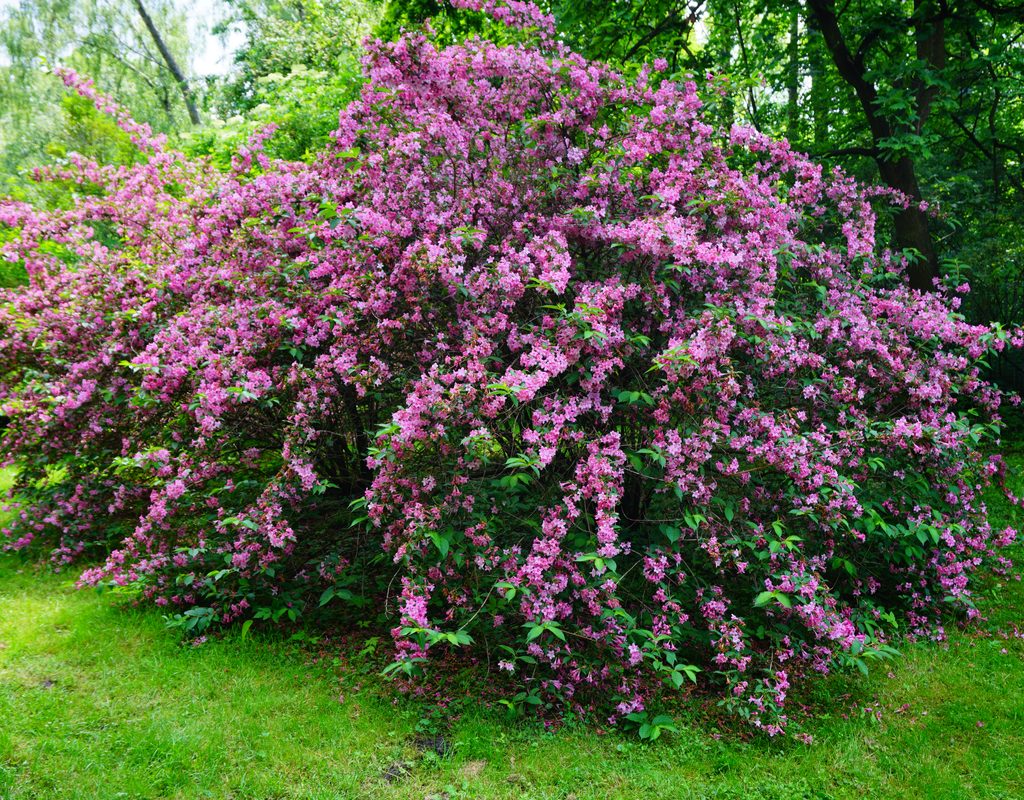 Weigela shrub with pink flowers