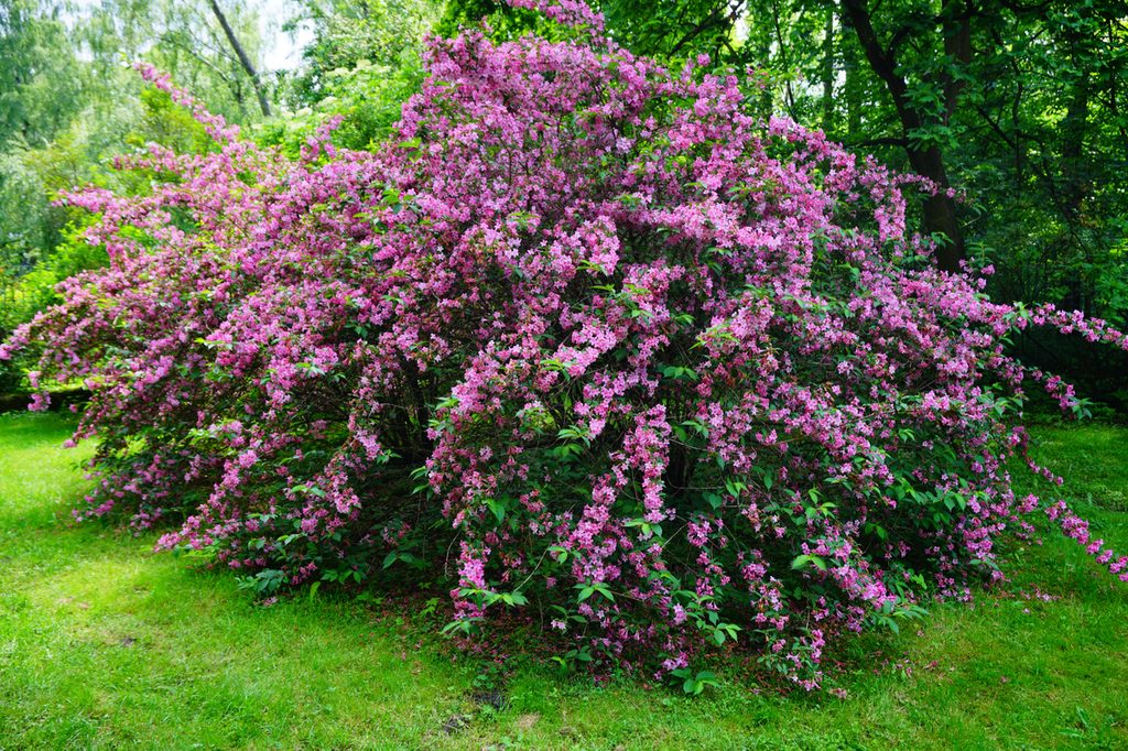 Weigela shrub with pink flowers