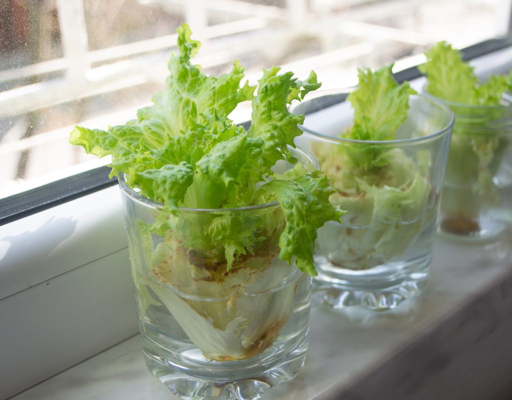 Lettuce scraps in small glasses with water, growing leaves, on a window sill
