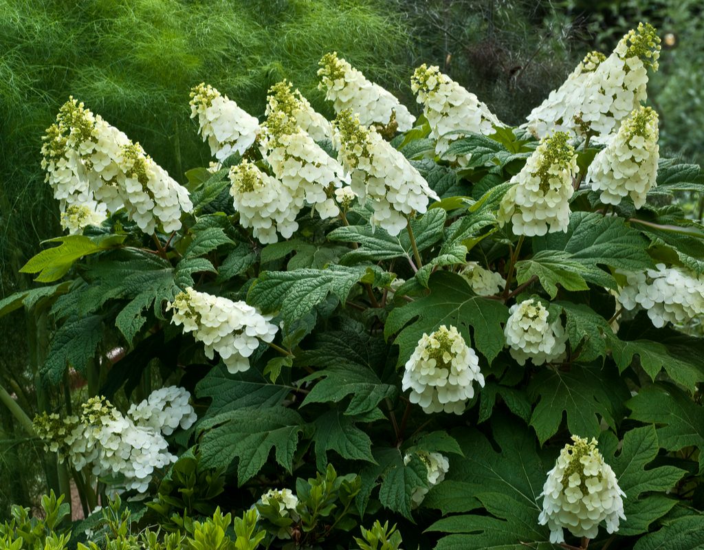 oakleaf hydrangea in bloom