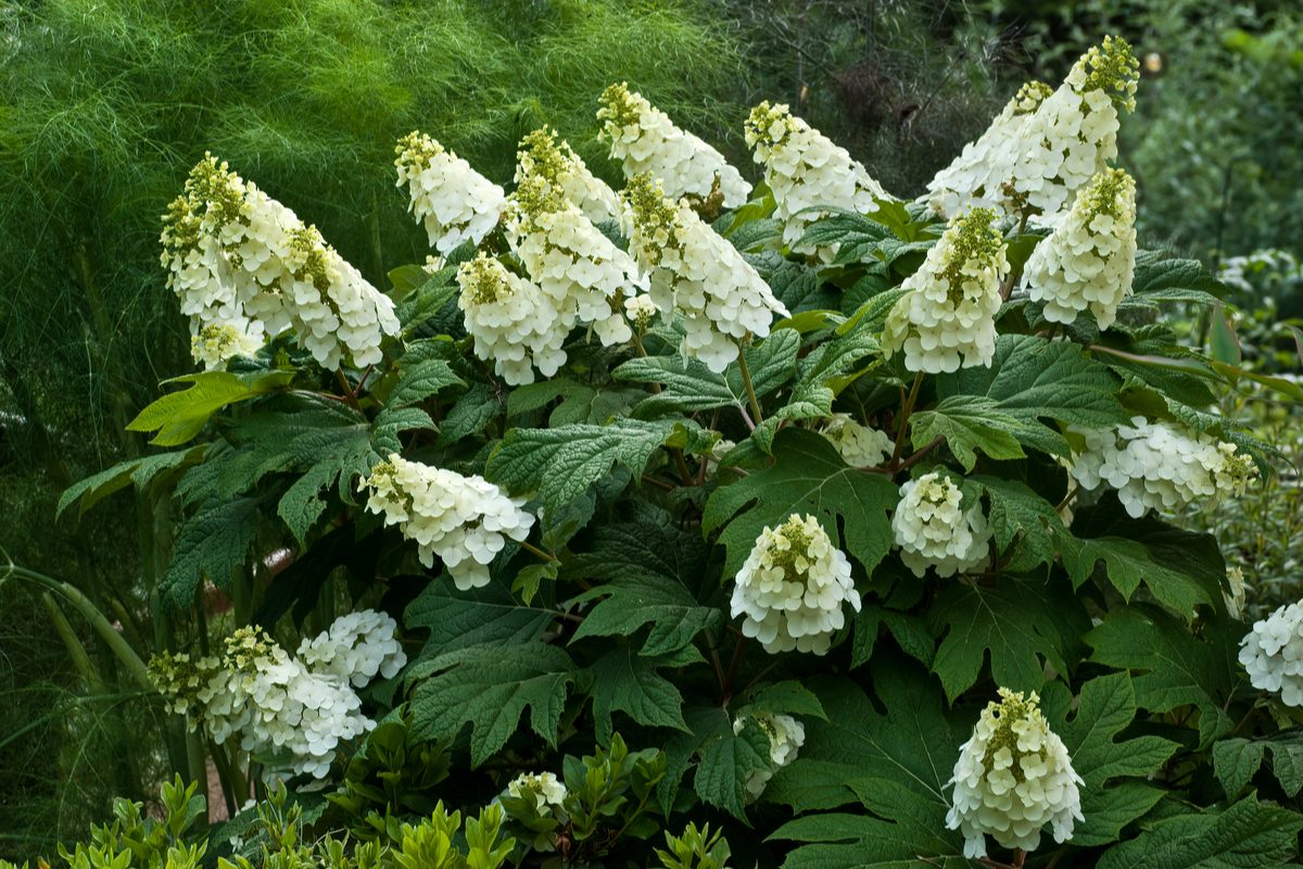 Shrub with white flowers