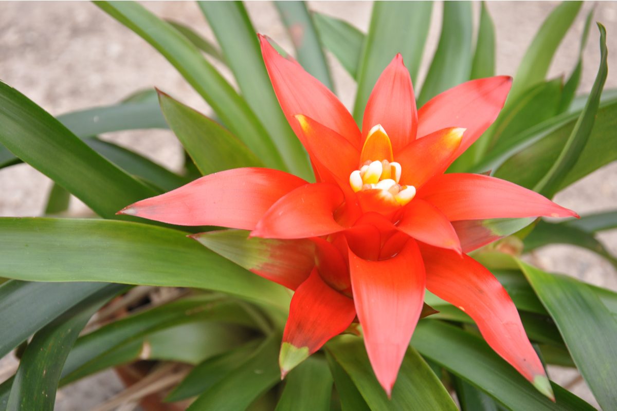 An orange bromeliad bloom