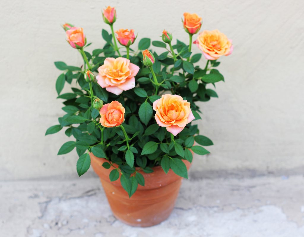 Several orange miniature roses in a large pot