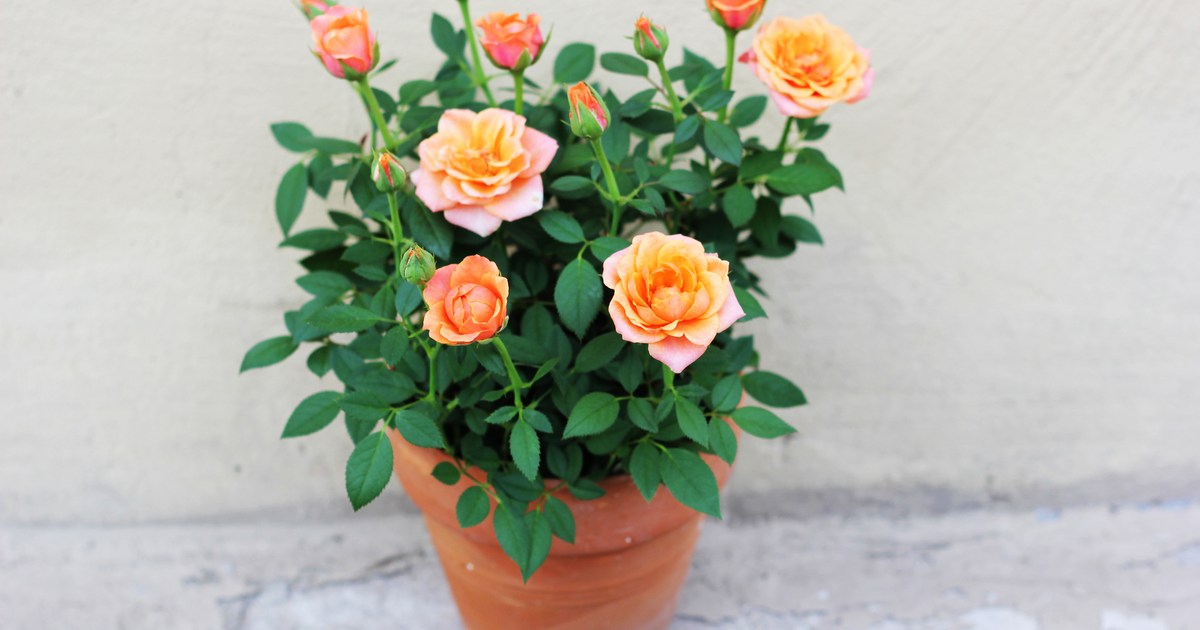 How to Grow an Indoor Rose Garden for an Elegant Display | HappySprout