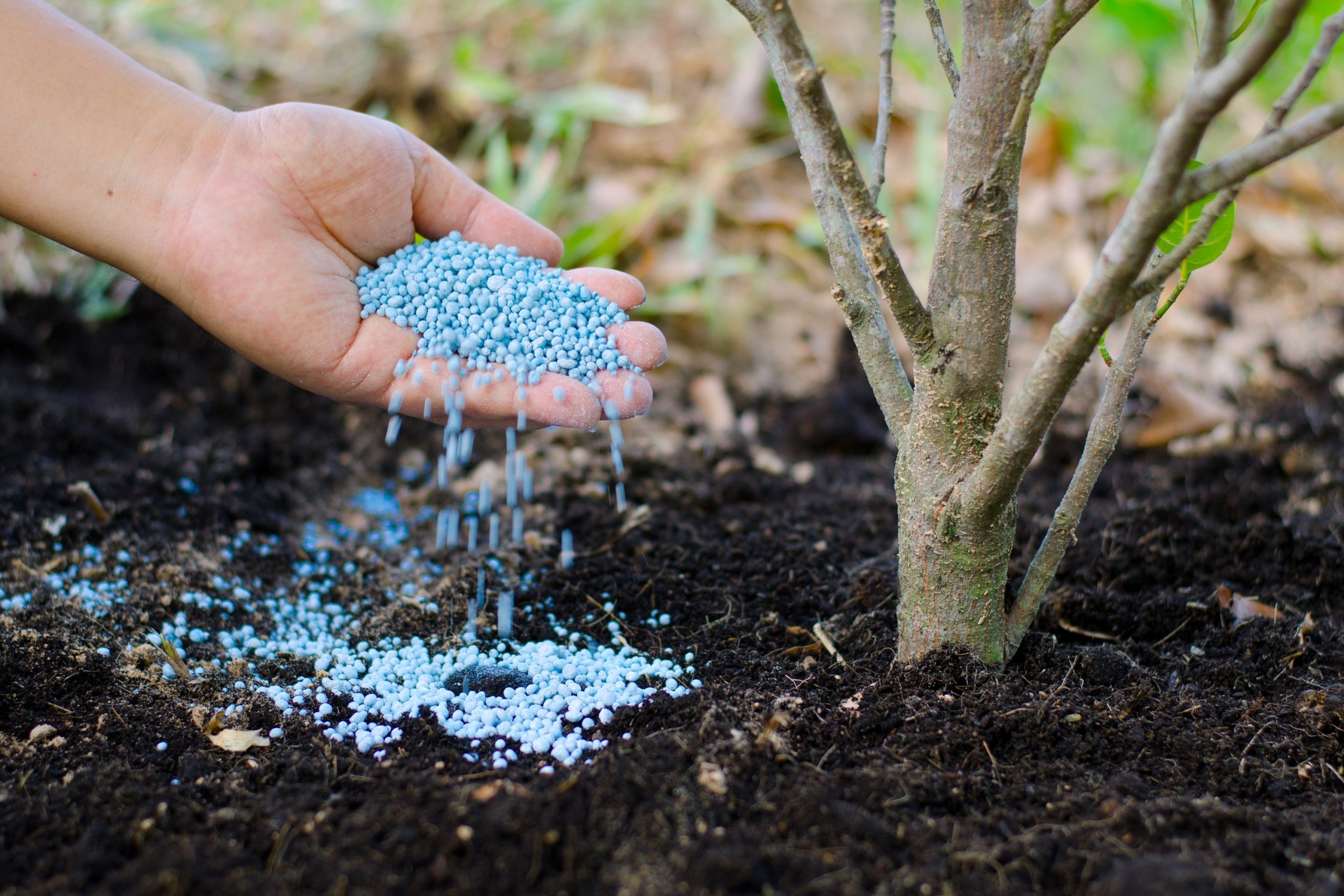 person-fertilizing-plant