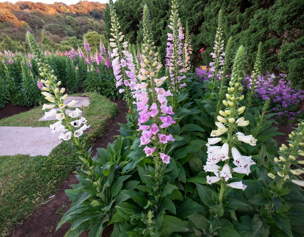 Purple and white foxgloves in a garden