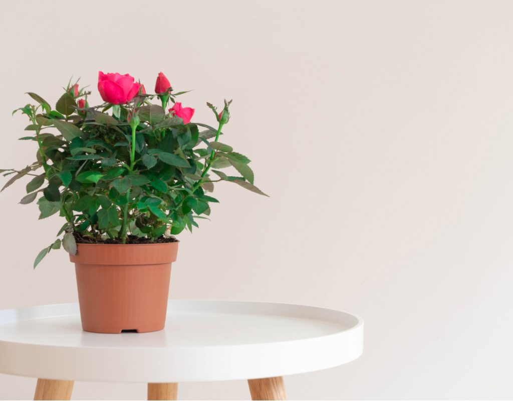 Pink roses in brown pot on a white table