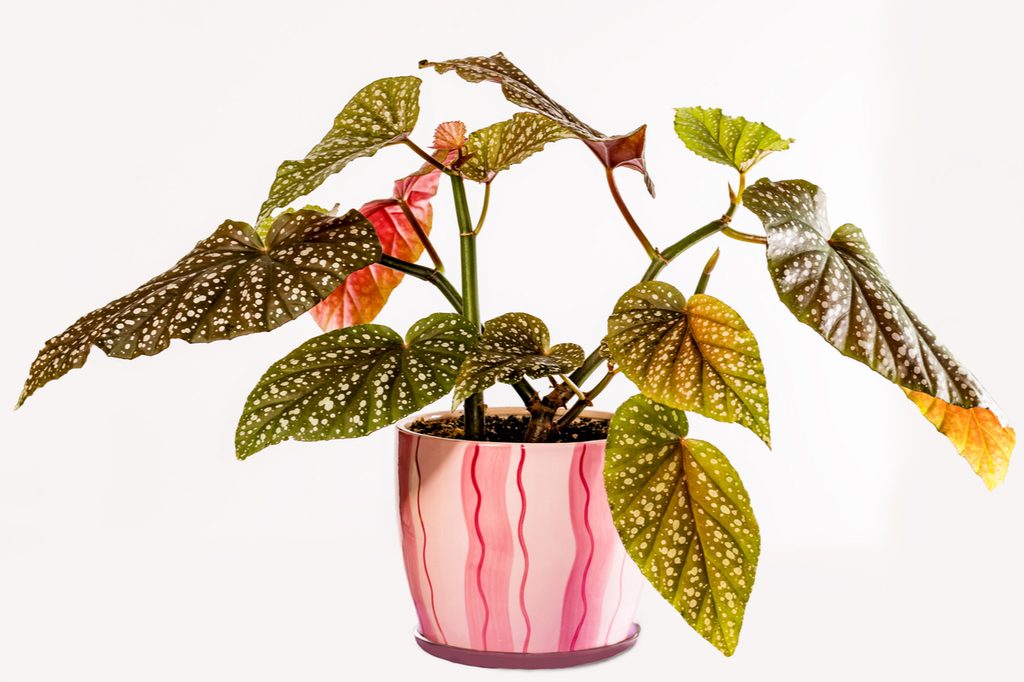 A potted polka dot begonia
