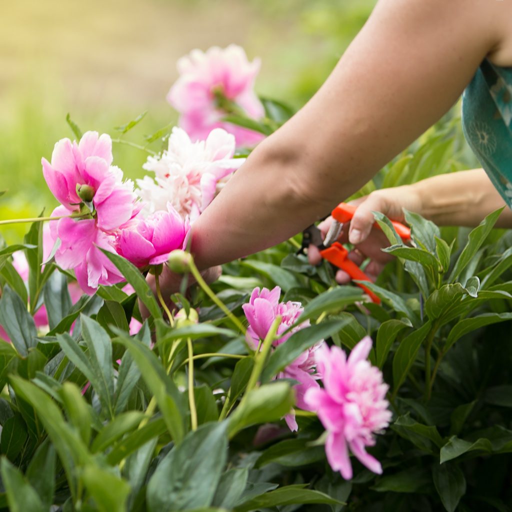Person pruning flowers