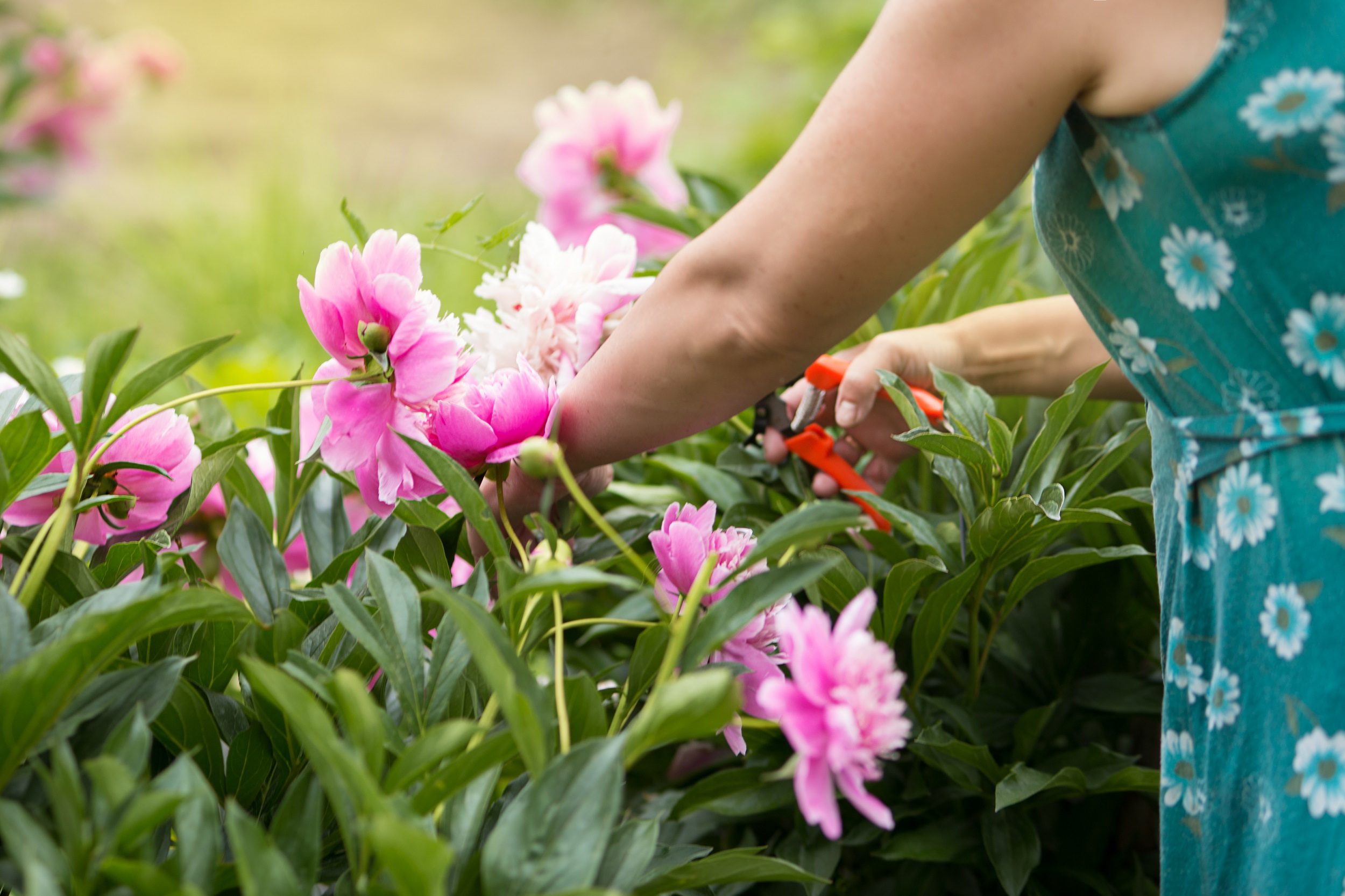 woman pruning flowers
