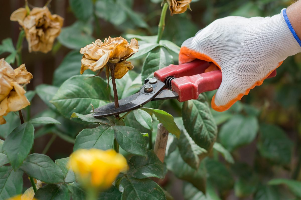 A gardener pruning plants