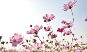 Purple blossoms in a field