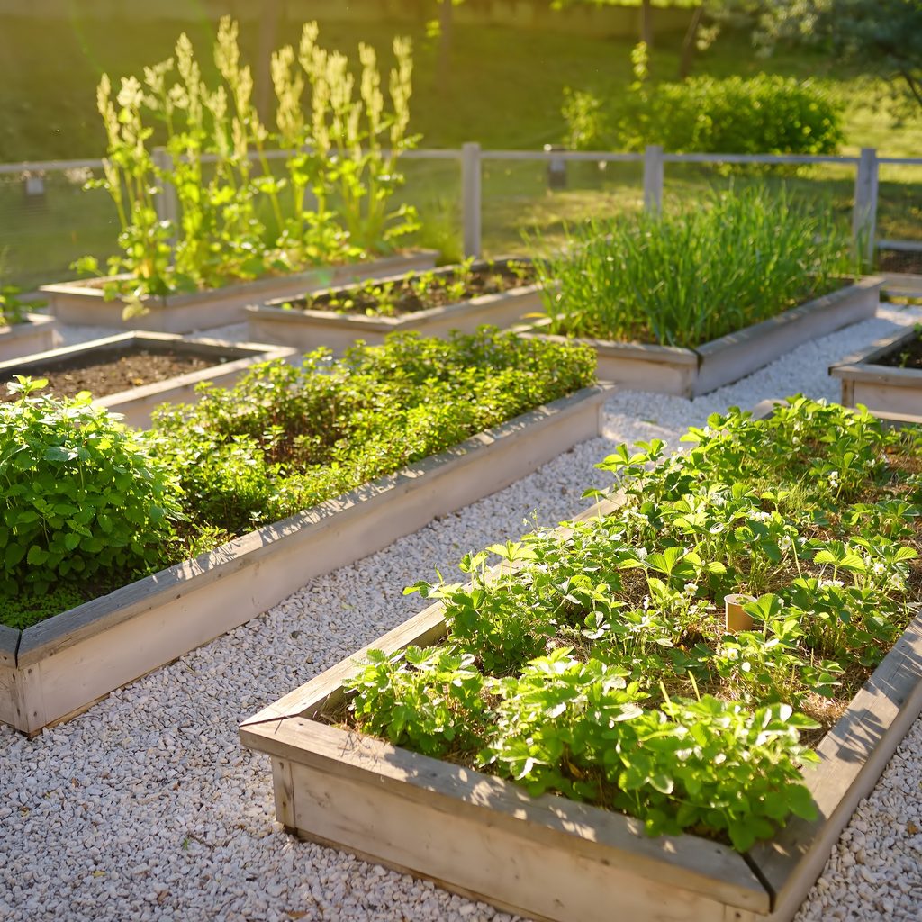 Raised garden beds