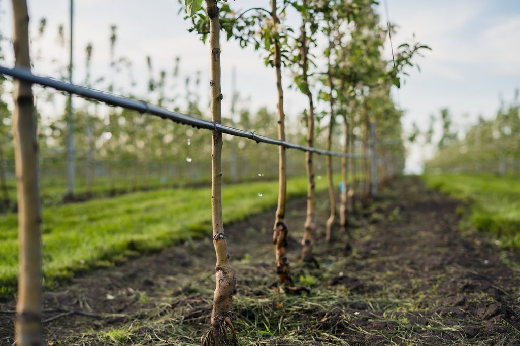A row of sapling trees with a small black tube dripping water