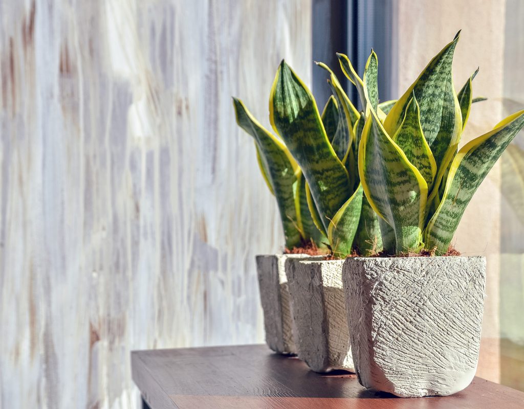 Snake plants on a table