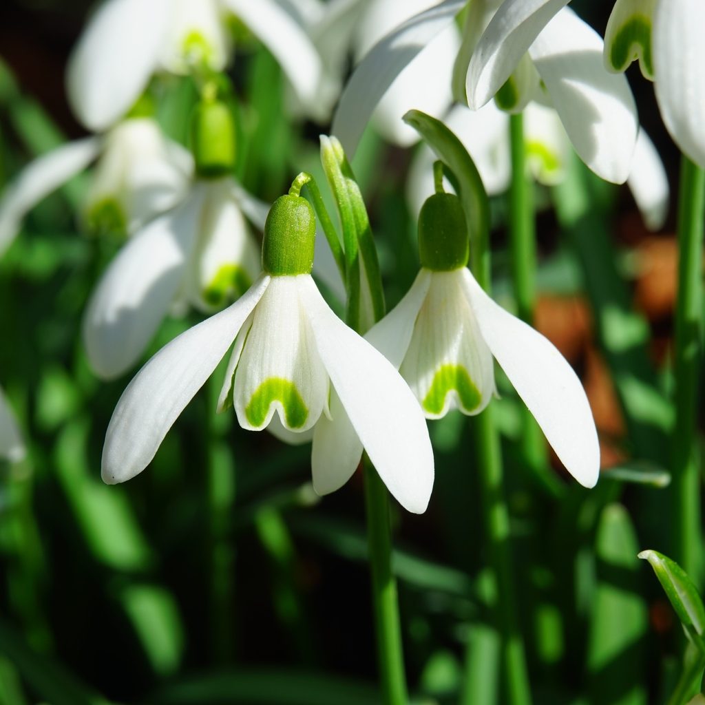 Snowdrops in sunlight