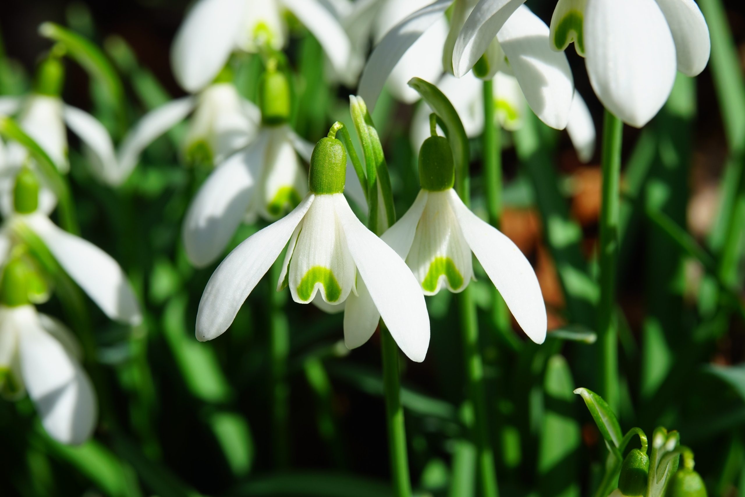 Snowdrop plants in sunlight