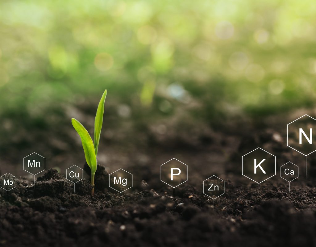 Soil with small green sprout and little signs labeling the nutrients in the soil