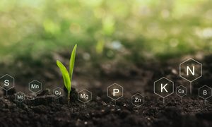 Soil with small green sprout and little signs labeling the nutrients in the soil