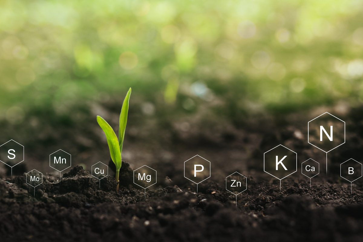 Dark earth with a green sprout and small signs labeling the different nutrients in the soil