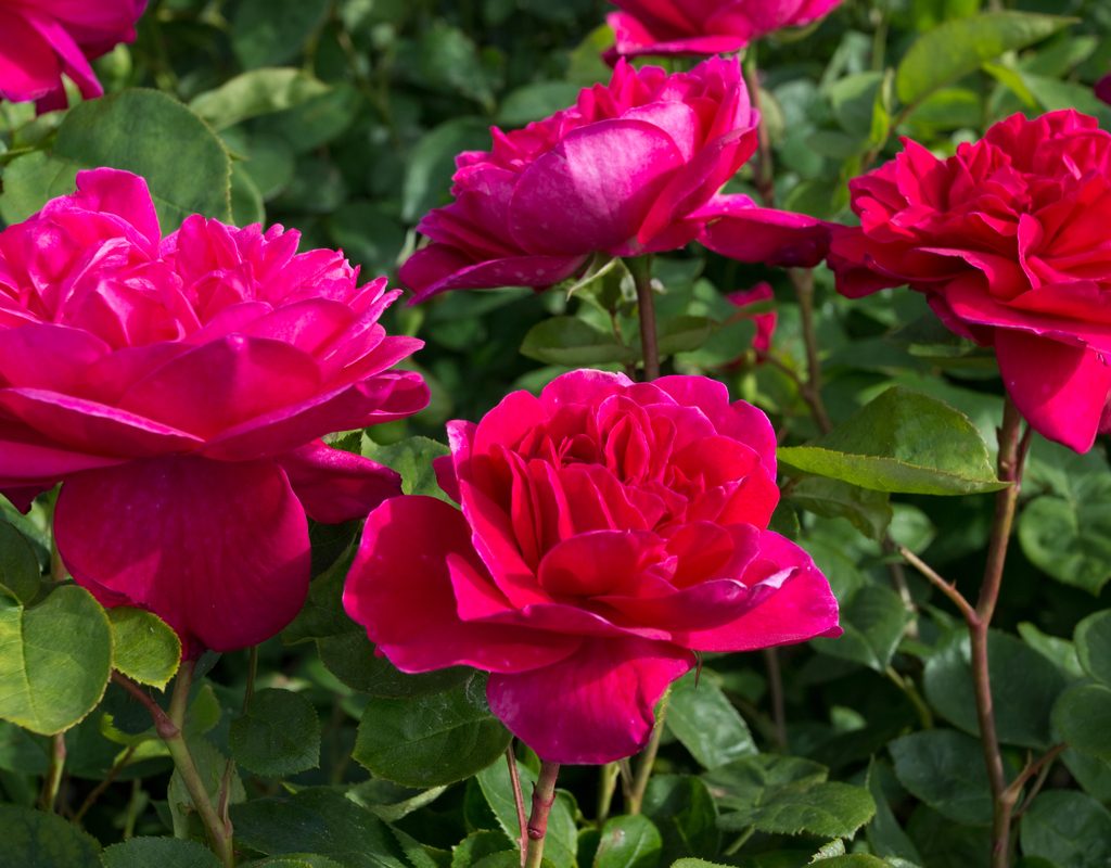 Cluster of Sophy's Rose roses, dark pink blossoms