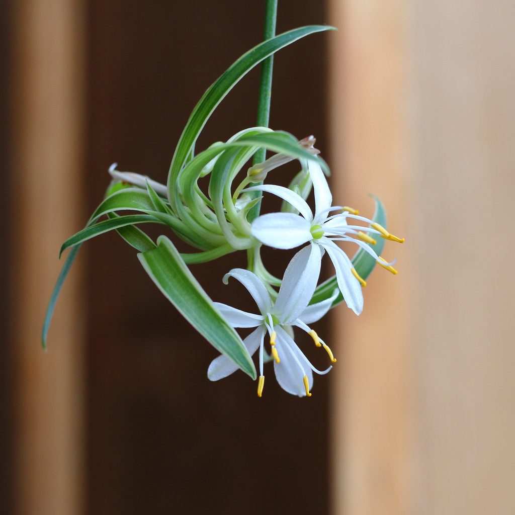 spider plant baby