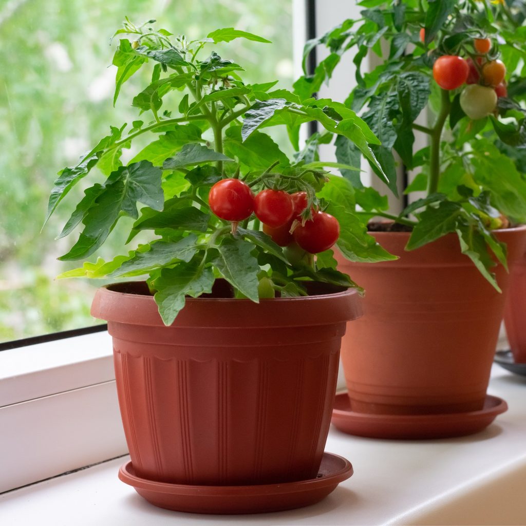 tomato garden on windowsill