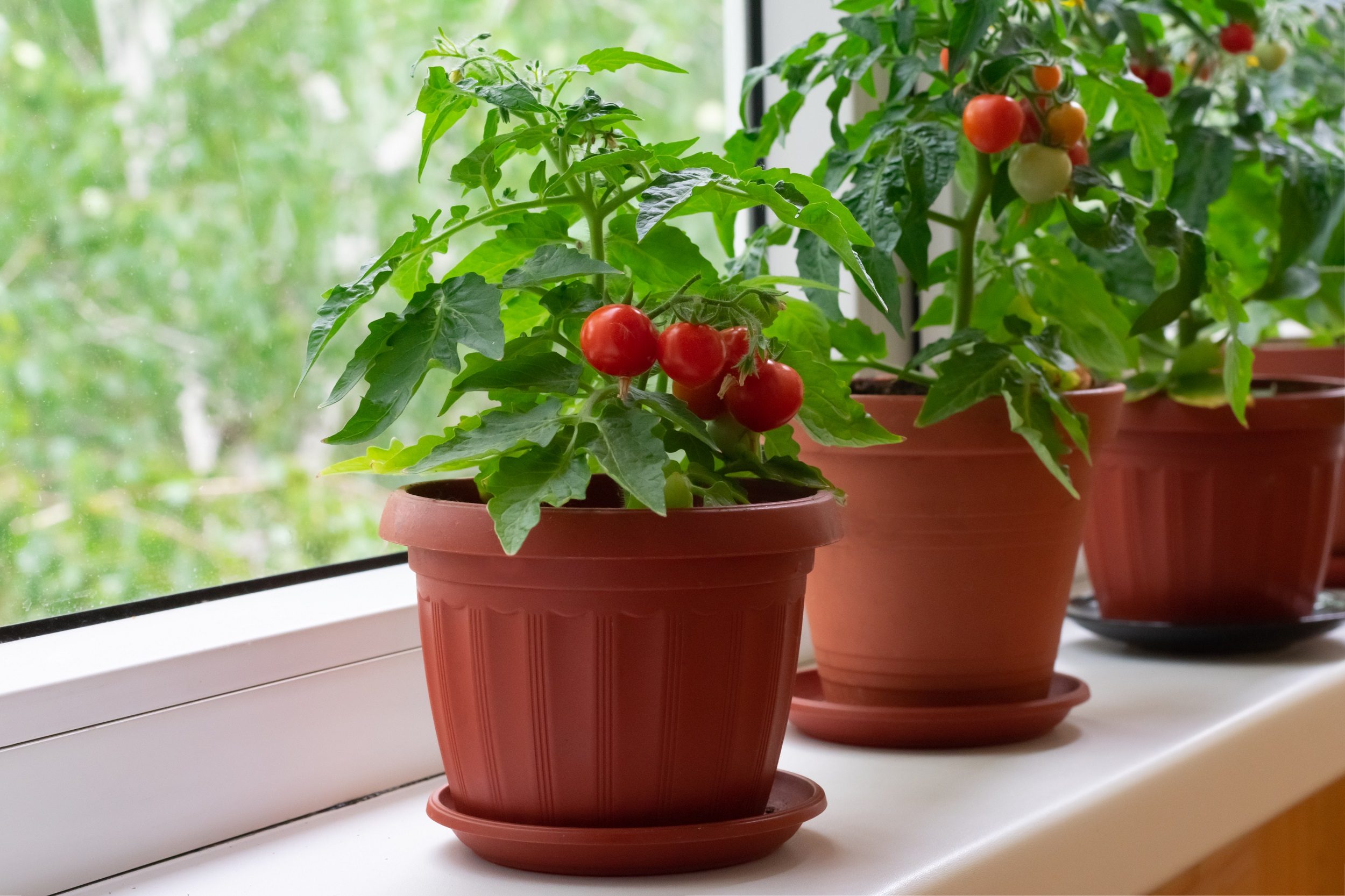 tomato garden on windowsill