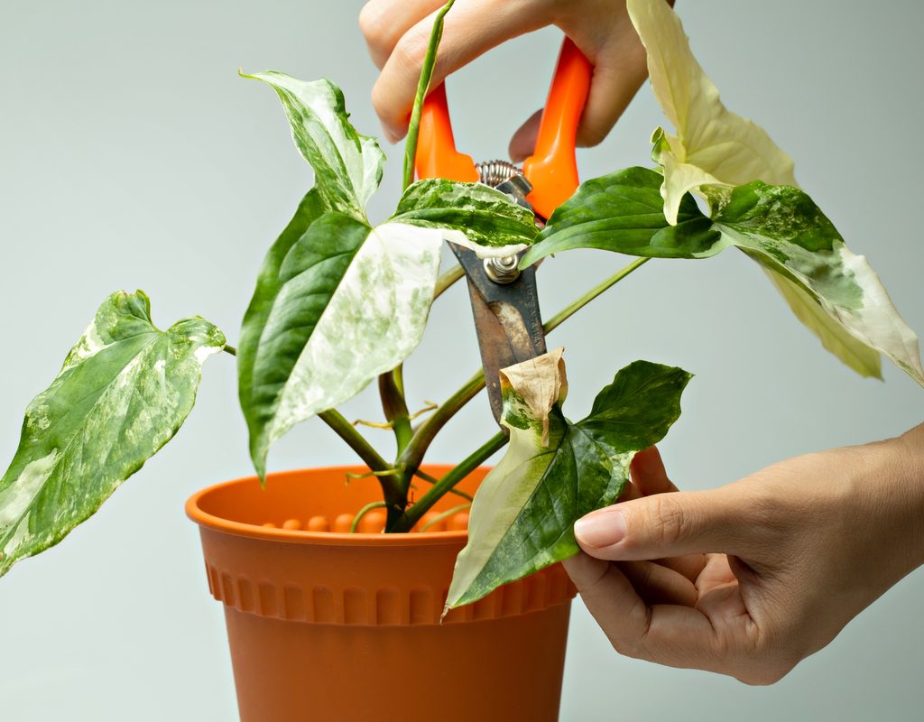 Trimming dead leaves