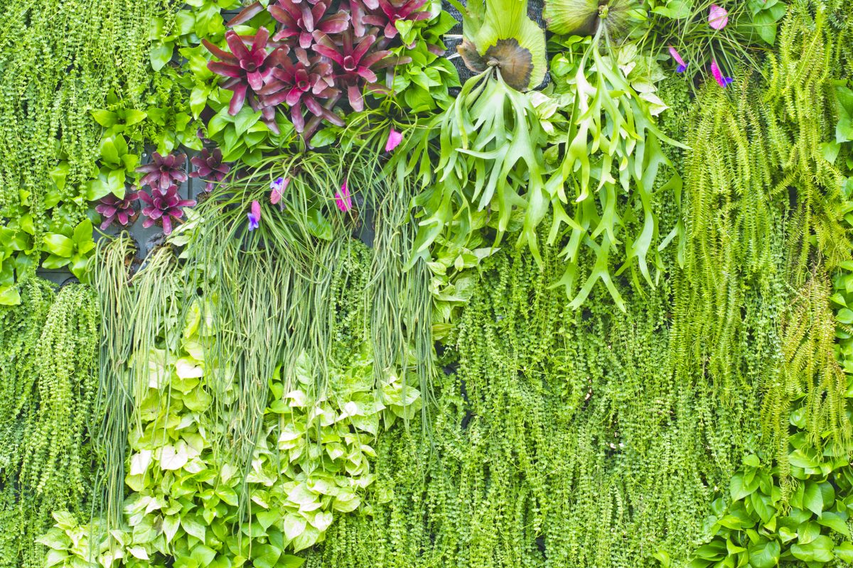 Vertical garden of vines of different colors and shapes