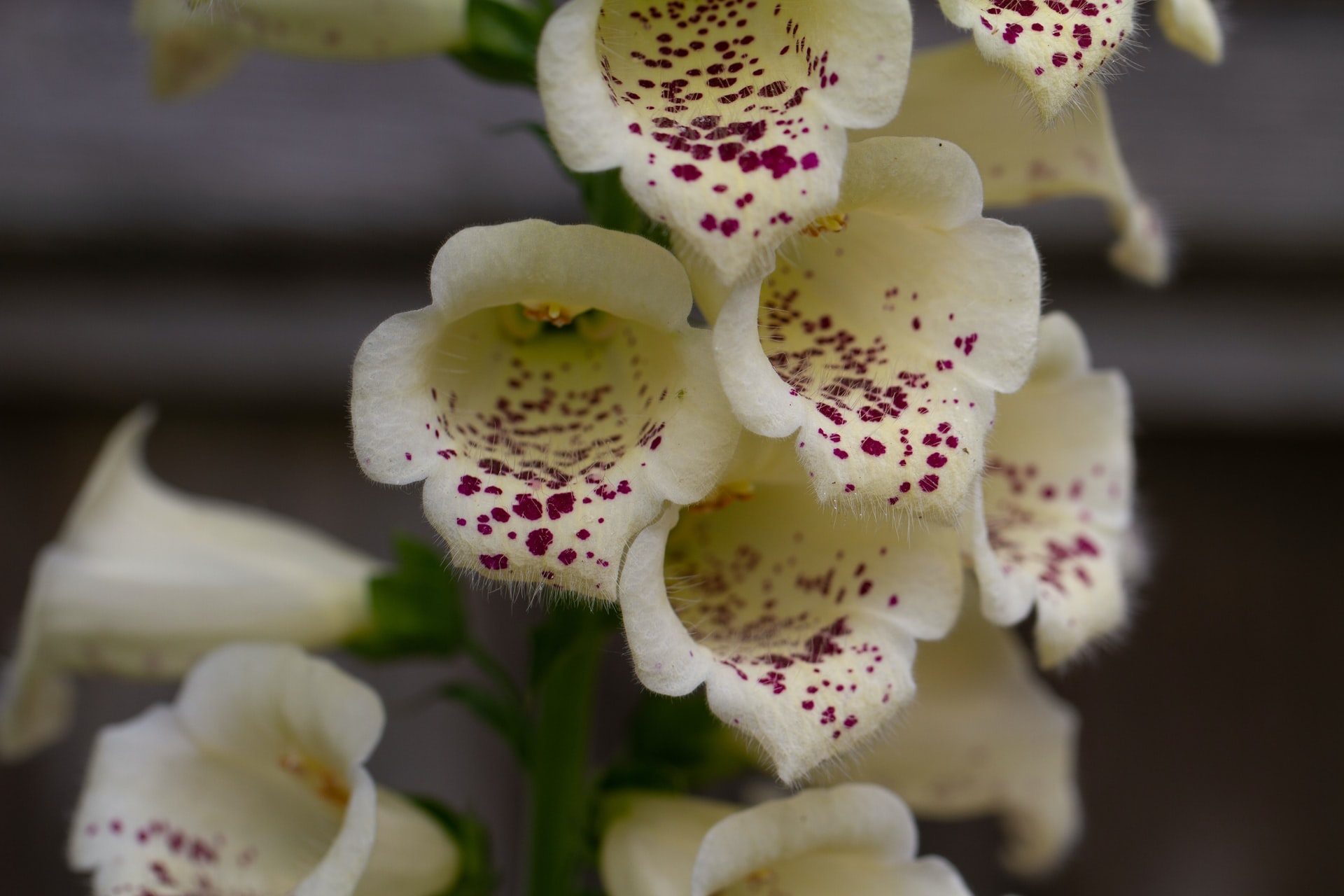 Close up of white foxglove with purple speckles